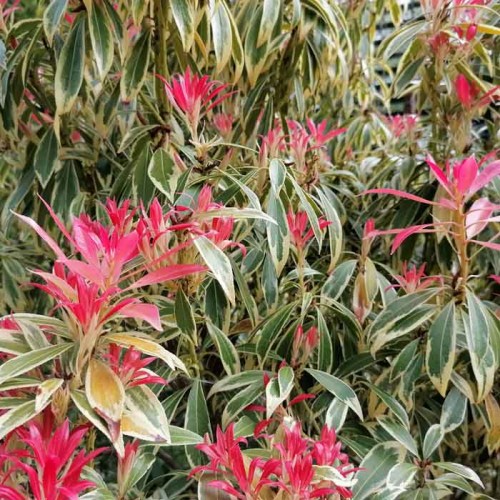 Pieris japonica - Flaming Silver Evergreen | ScotPlants Direct
